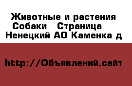 Животные и растения Собаки - Страница 3 . Ненецкий АО,Каменка д.